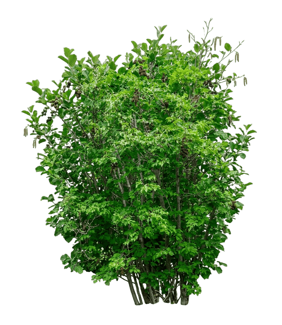 Thinleaf Alder (Alnus Tenuifolia) - Ground Layers
