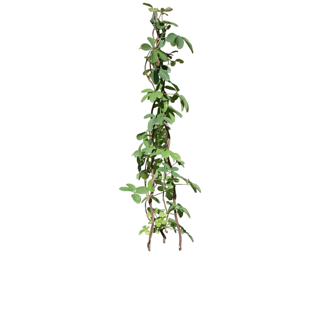 Fiveleaf Akebia (Akebia Quinata) - Ground Layers