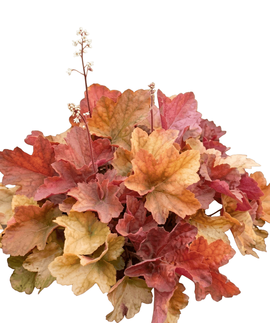 Southern Comfort Coral Bells (Heuchera 'Southern Comfort') - Perennials