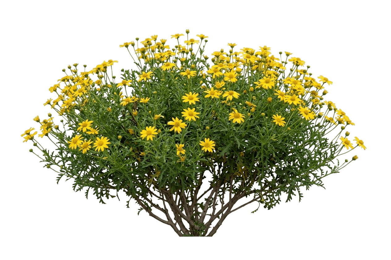 San Diego County viguiera (Bahiopsis Laciniata) - Shrubs