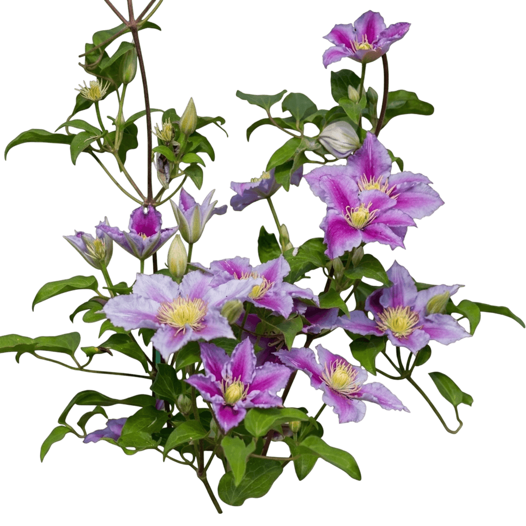 Piilu Clematis (Clematis 'Piilu') - Ground Layers