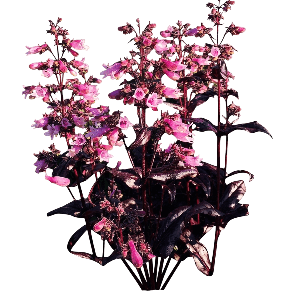 Dakota Burgundy foxglove beardtongue (Penstemon Digitalis 'Tnpendb') - Perennials