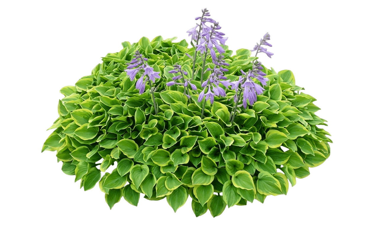 Plantain Lily (Hosta X 'Golden Tiara') - Perennials
