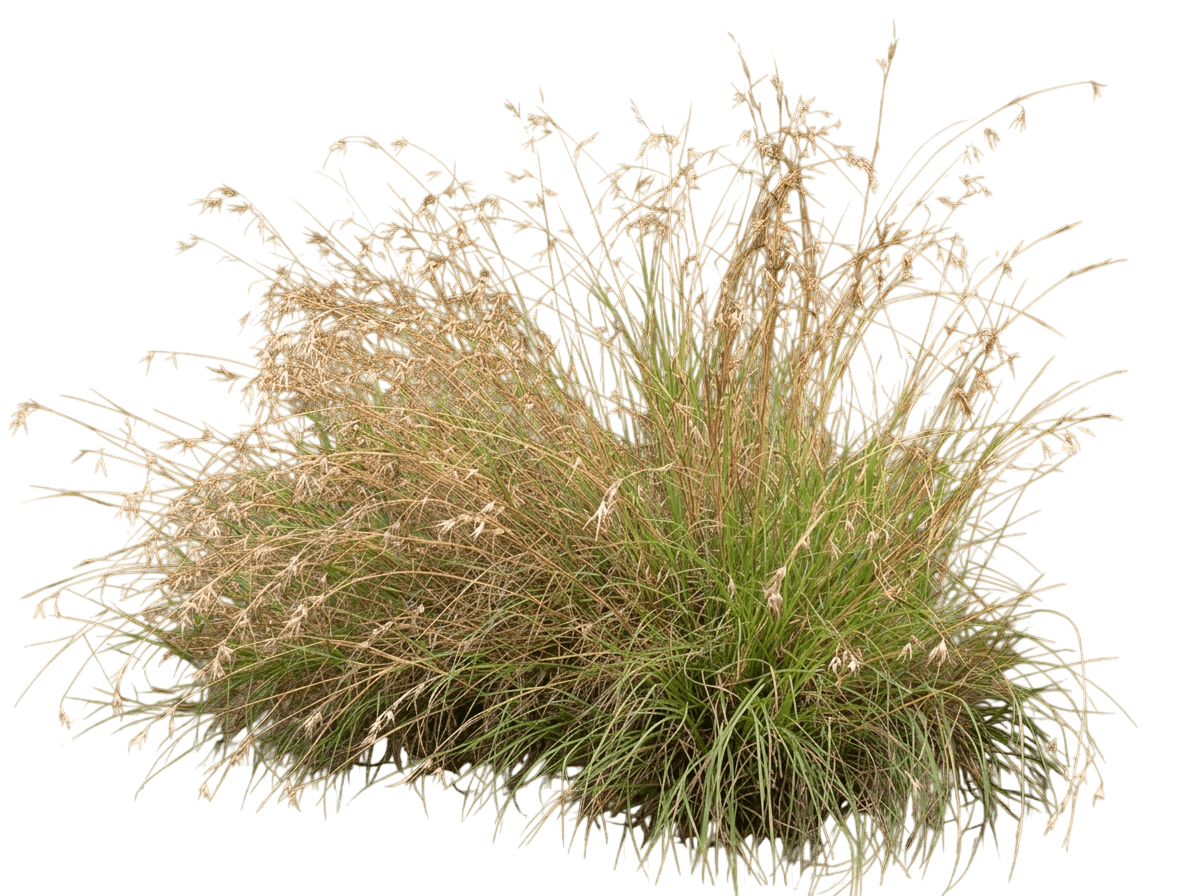 Kangaroo Grass (Themeda Triandra) - Grasses