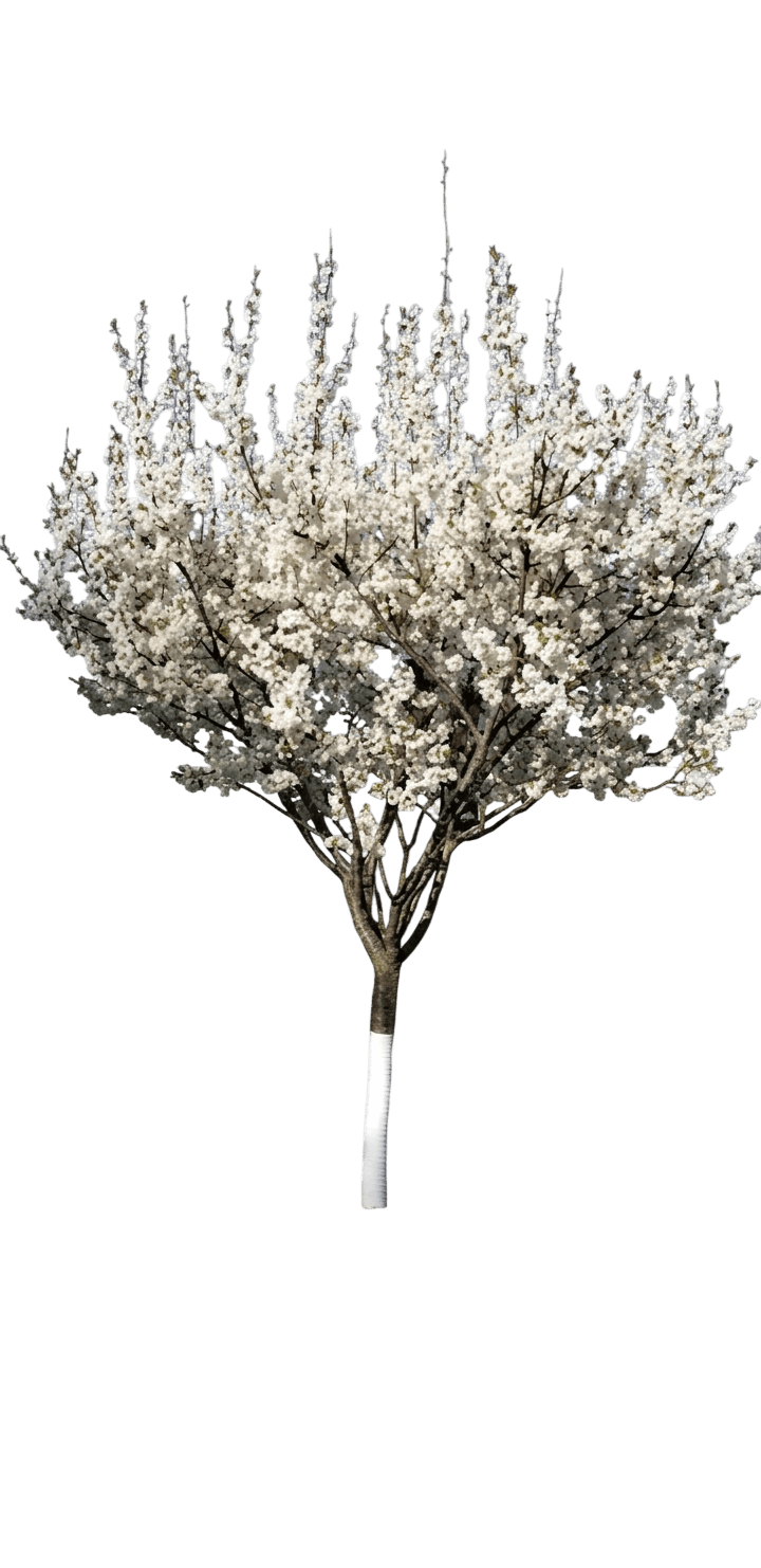 Plum, Princess Kay (Prunus Nigra 'Princess Kay') - Flowering Trees