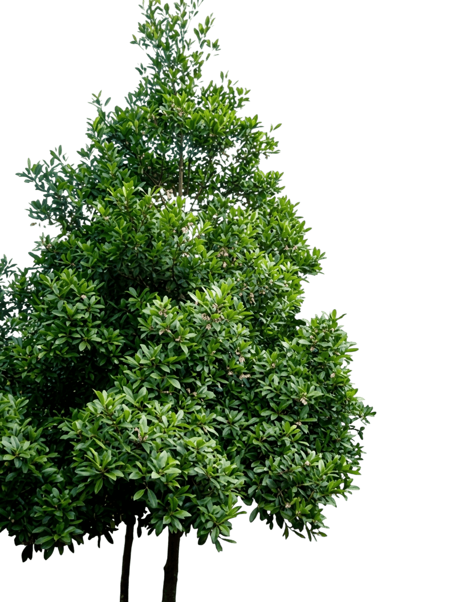 Green Dream (Elaeocarpus Reticulatus) - Flowering Trees