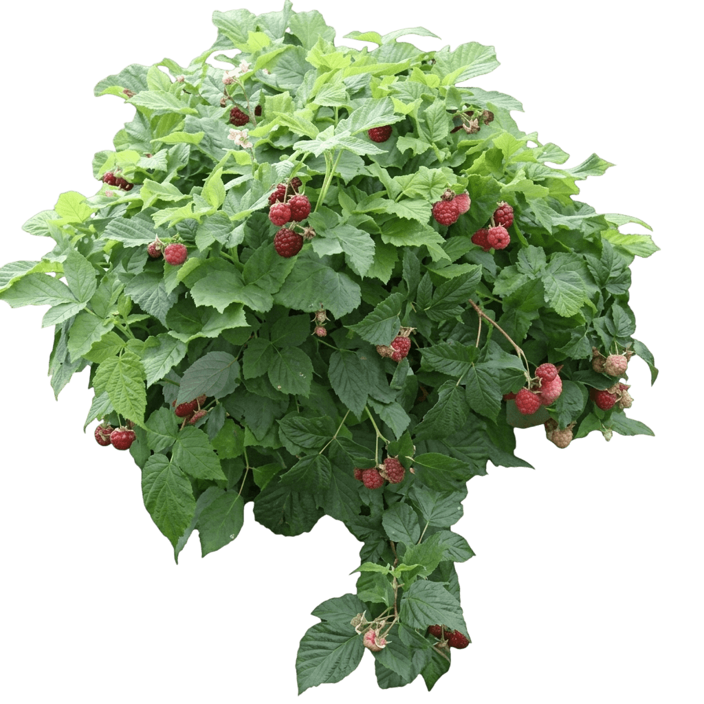 Raspberry, Plainsman (Rubus 'Plainsman') - Ground Layers