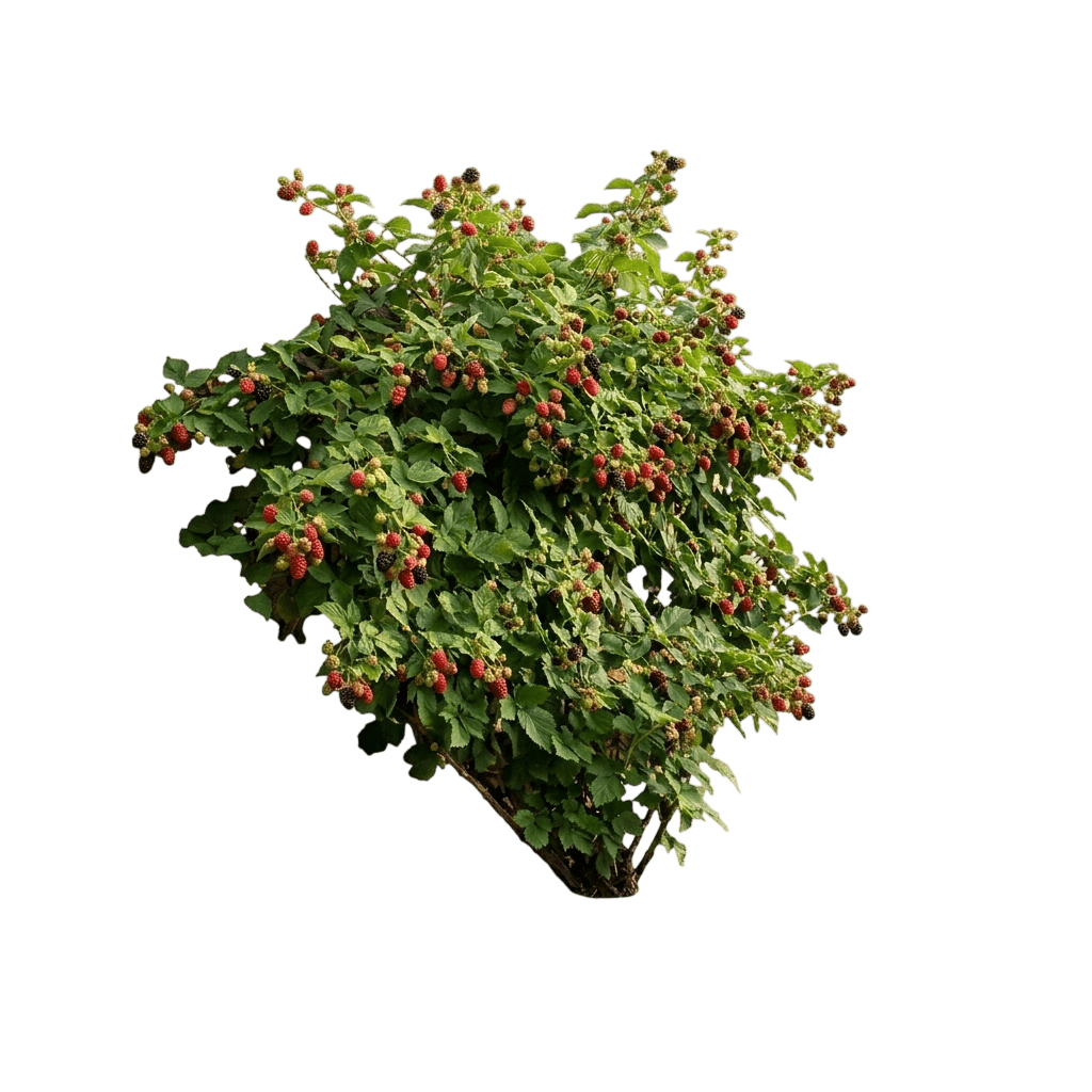 Baby Cakes® Blackberry Bush (Rubus X Var. X 'Apf-236T') - Shrubs