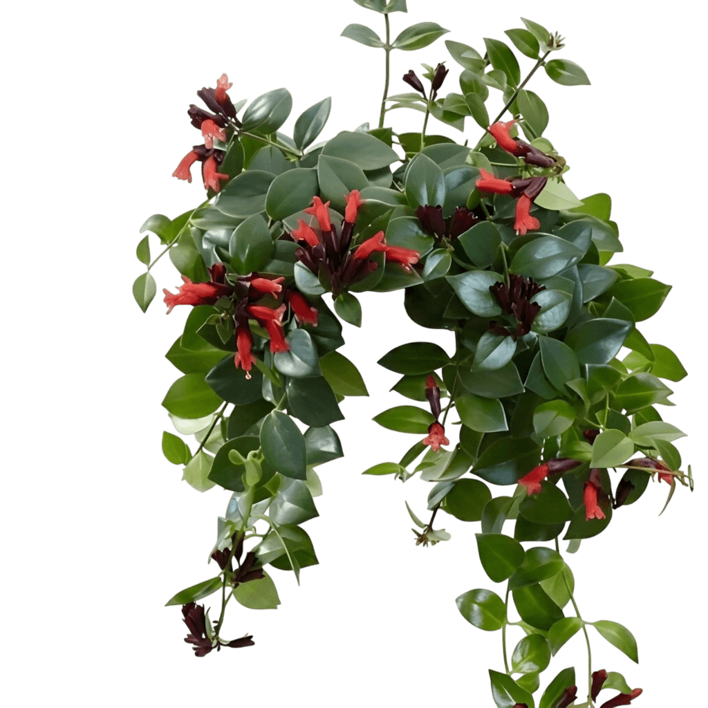 Lipstick Plant (Aeschynanthus Radicans) - Indoor Plants