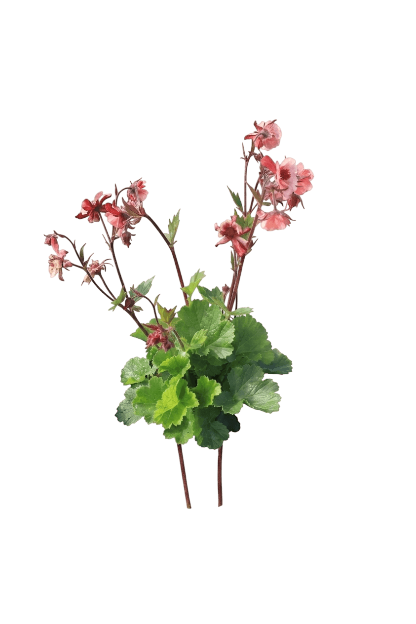 Tempo Rose Avens (Geum Hybrid 'Tngeutr') - Perennials