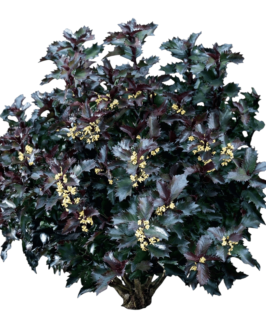 Little Rascal® Blue Holly (Male) (Ilex X Meserveae Little Rascal 'Mondo') - Ground Layers