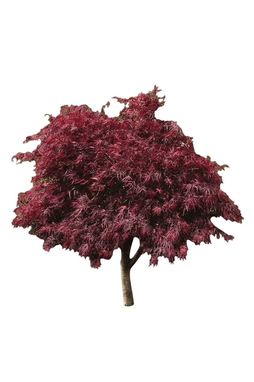 Crimson Princess Laceleaf Japanese Maple Tree (Acer Palmatum Dissectum Var. Palmatum Dissectum 'Crimson Princess') - Shade Trees