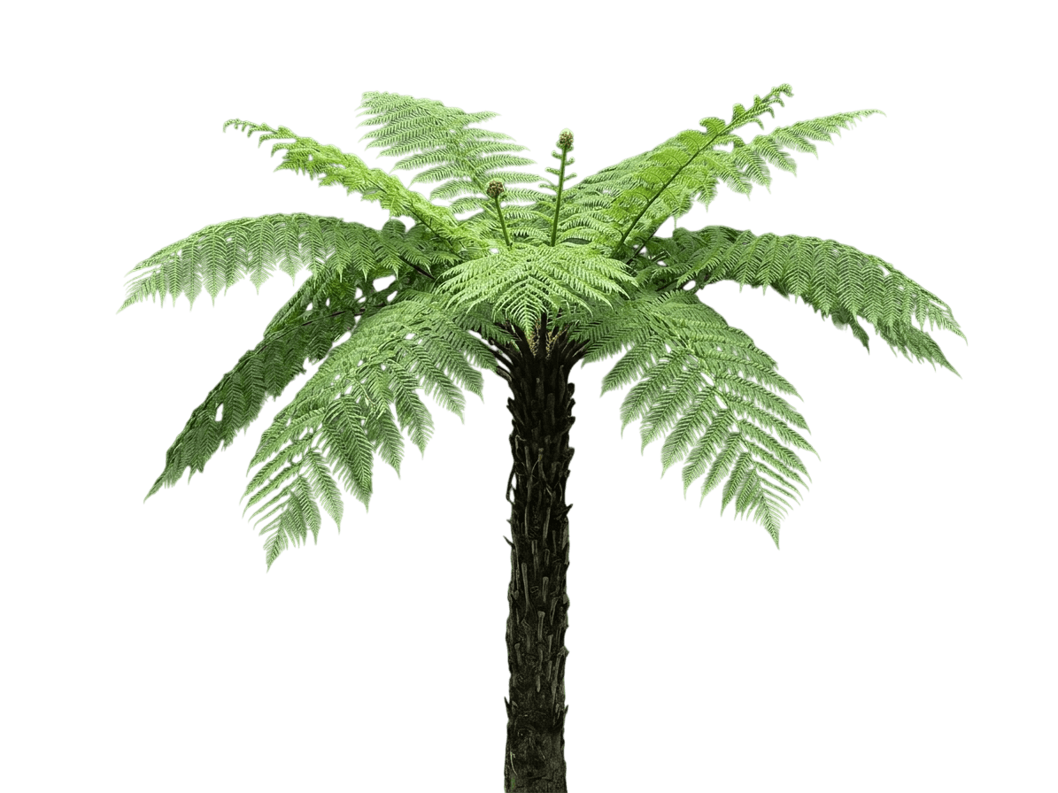 Australian Tree Fern (Sphaeropteris Cooperi) - Perennials