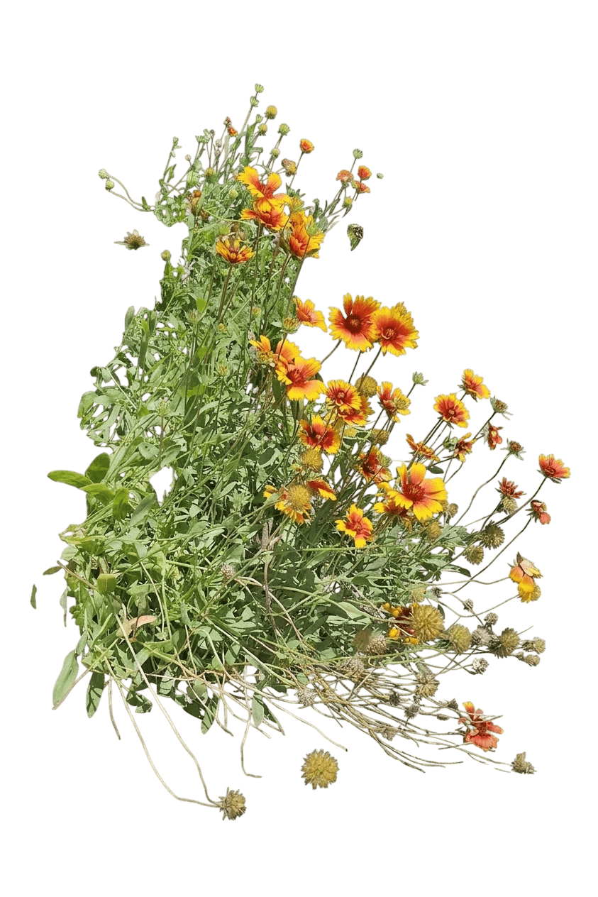 SpinTop™ Yellow Touch Gaillardia (Gaillardia Aristata Var. Aristata 'Spintop Yellow Touch') - Perennials