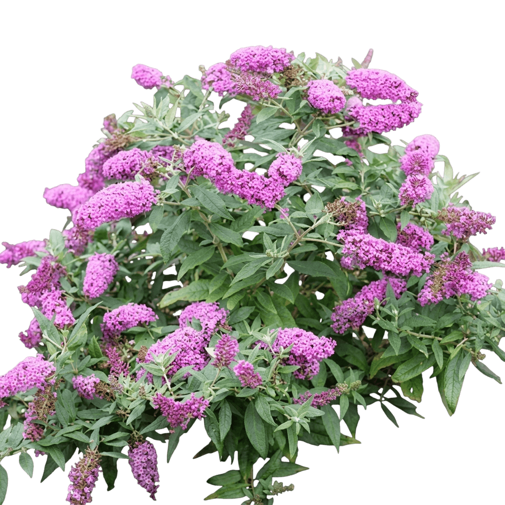 Pugster Pinker® Butterfly Bush (Buddleia X Pugster Pinker 'Smnbdb') - Ground Layers