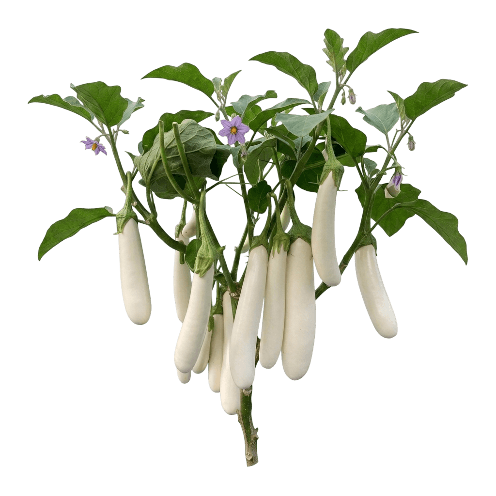 Shikou Asian eggplant (Solanum Melongena 'Shikou') - Perennials