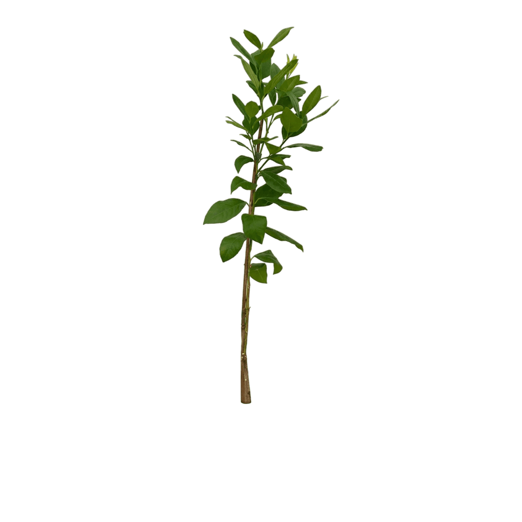Bearss Lemon Tree (Citrus Limon 'Bearss') - Fruit Trees