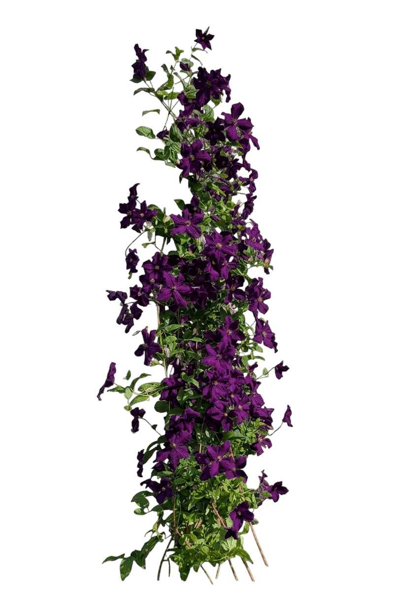 Royal Cascade Clematis (Clematis 'Royal Cascade') - Ground Layers
