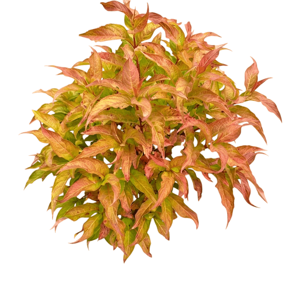 bush honeysuckle 'g2x88544' pp27548 kodiak® (Diervilla Splendens Orange 'G2X88544') - Ground-layer plants