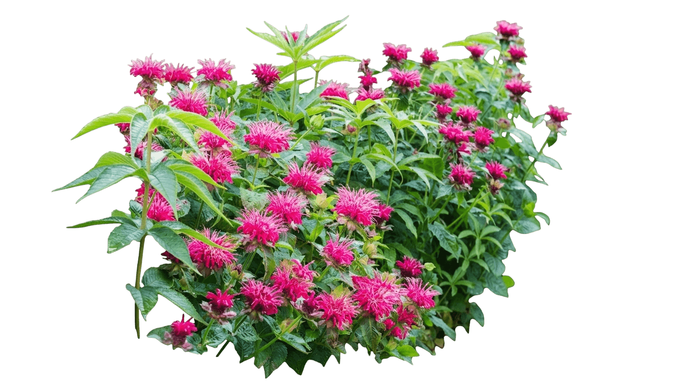 SUGAR BUZZ® Rockin Raspberry Bee Balm (Monarda X Var. X 'Rockin') - Perennials