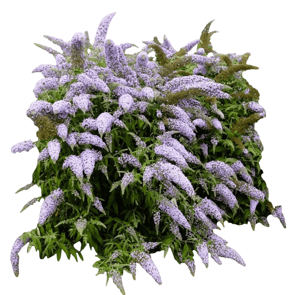 violet cascade butterfly bush (Buddleia 'Violet Cascade') - Ground-layer plants