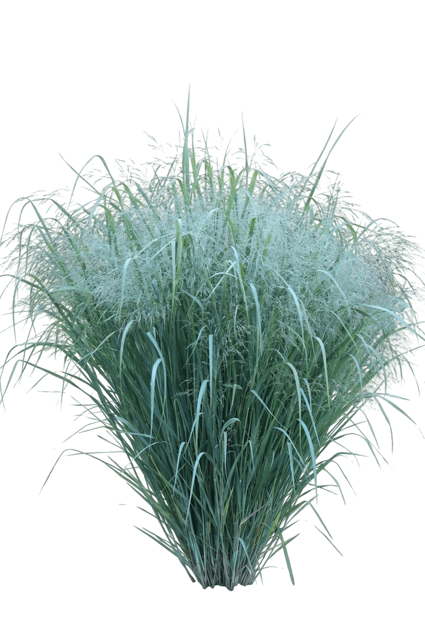 Dream Catcher® Smoky Rose® Switch Grass (Panicum Virgatum Var. Virgatum 'Dream Catcher Smoky Rose') - Grasses