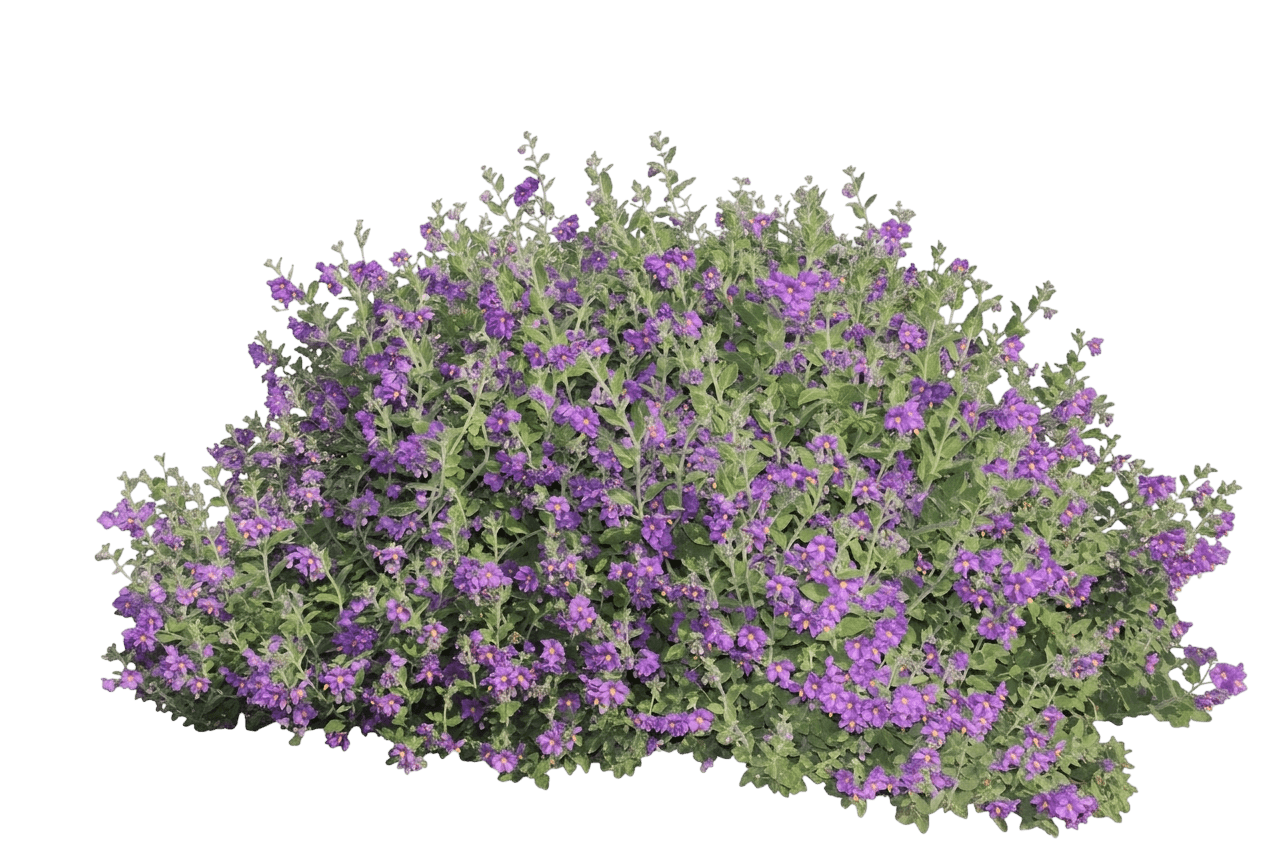 blue witch (Solanum Xanti) - Shrubs
