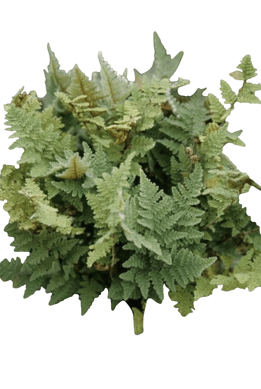 Coville's lip fern (Cheilanthes Covillei) - Perennials