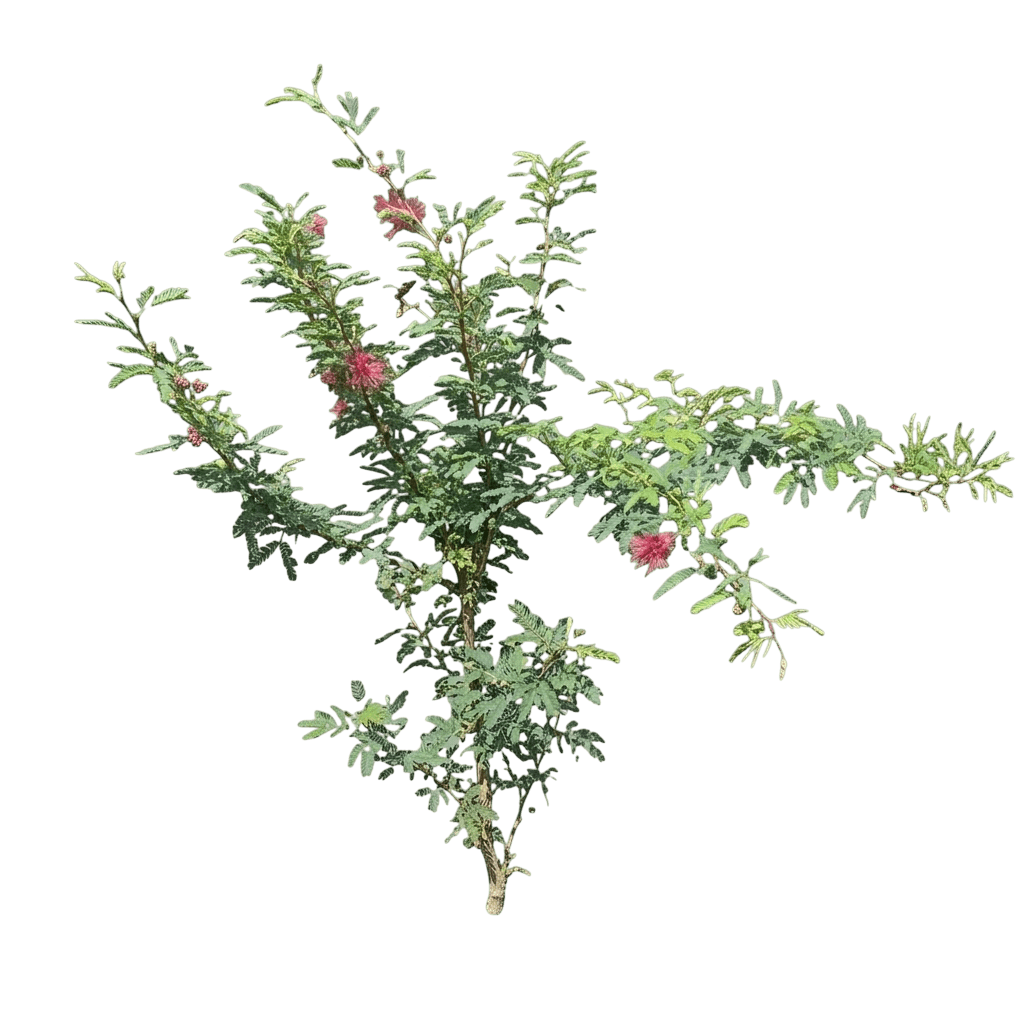 Mexicali Rose fairy duster (Calliandra Eriophylla × Californica 'Mexicali Rose') - Ground Layers