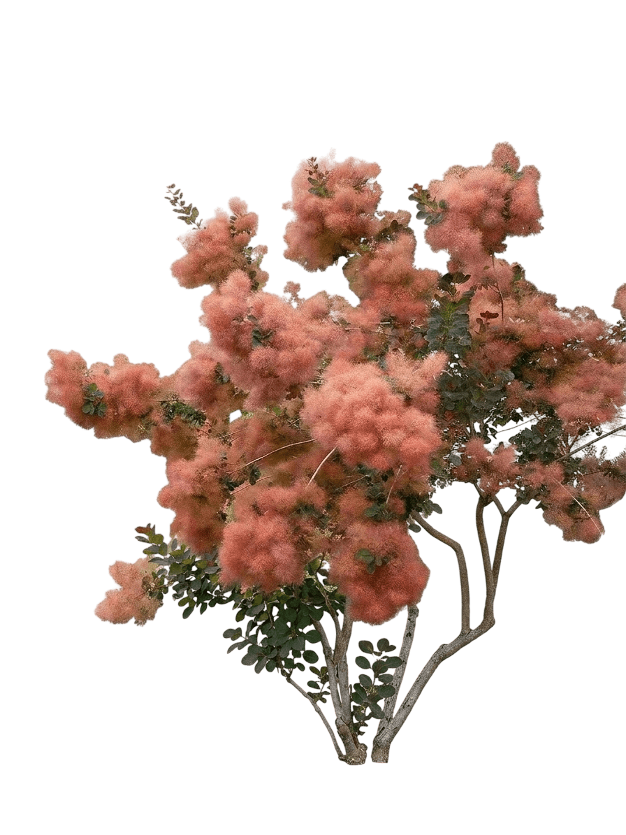 Grace Hybrid Smoketree (Cotinus 'Grace') - Ground Layers