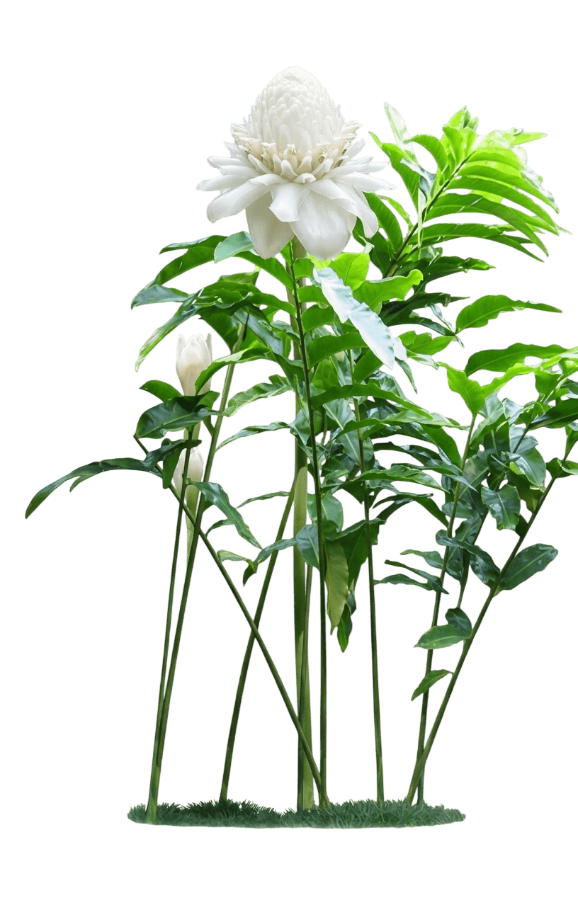 White Torch Ginger (Etlingera Elatior 'White Torch') - Perennials