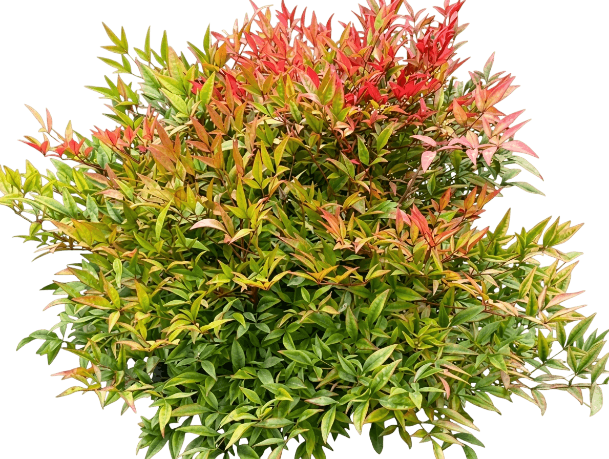 Moon Bay (Nandina Domestica 'Moon Bay') - Ground Layers