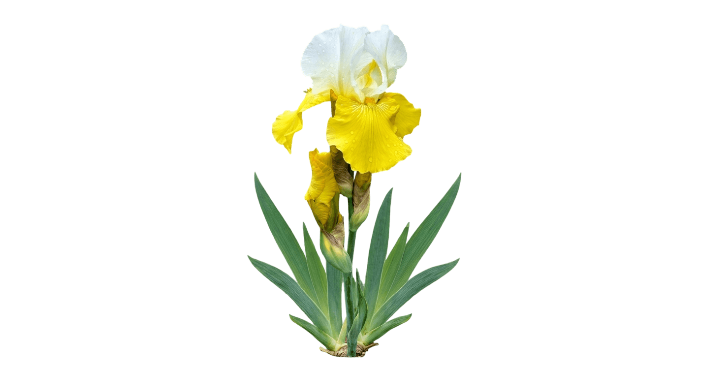Iris, Tulip Festival (Iris Germanica 'Tulip Festival') - Perennials
