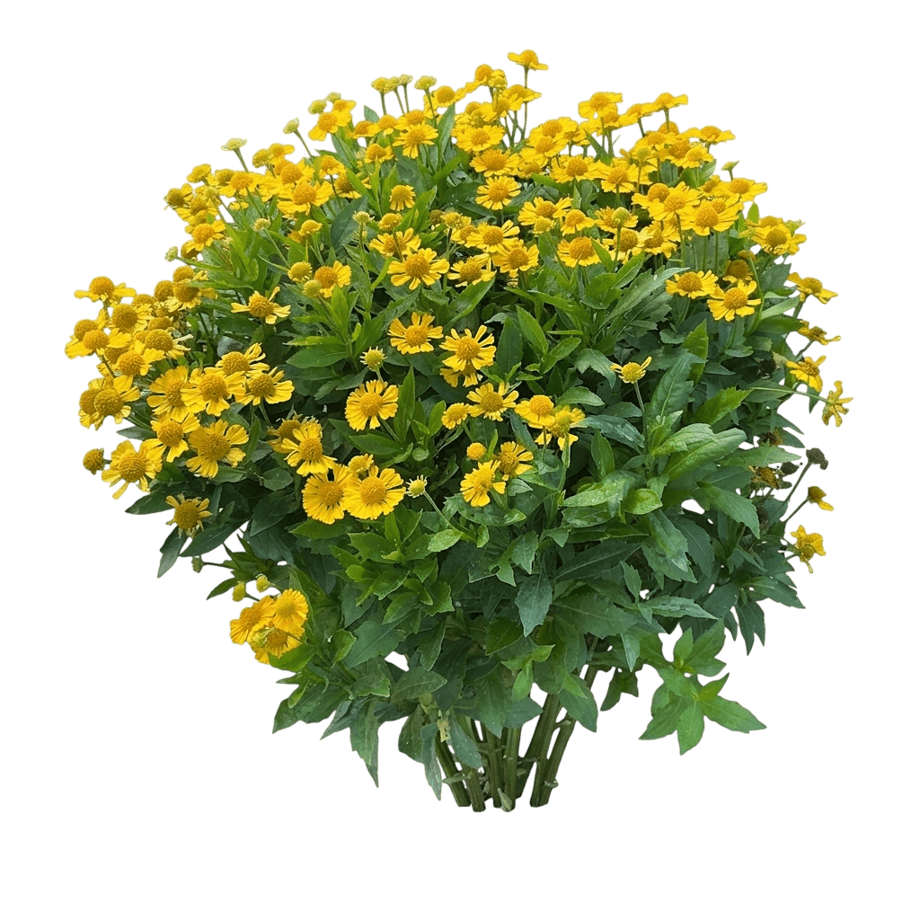 Mariachi™ Sombrero Sneezeweed (Helenium X Pp25,968 Var. X 'Sombrero') - Perennials