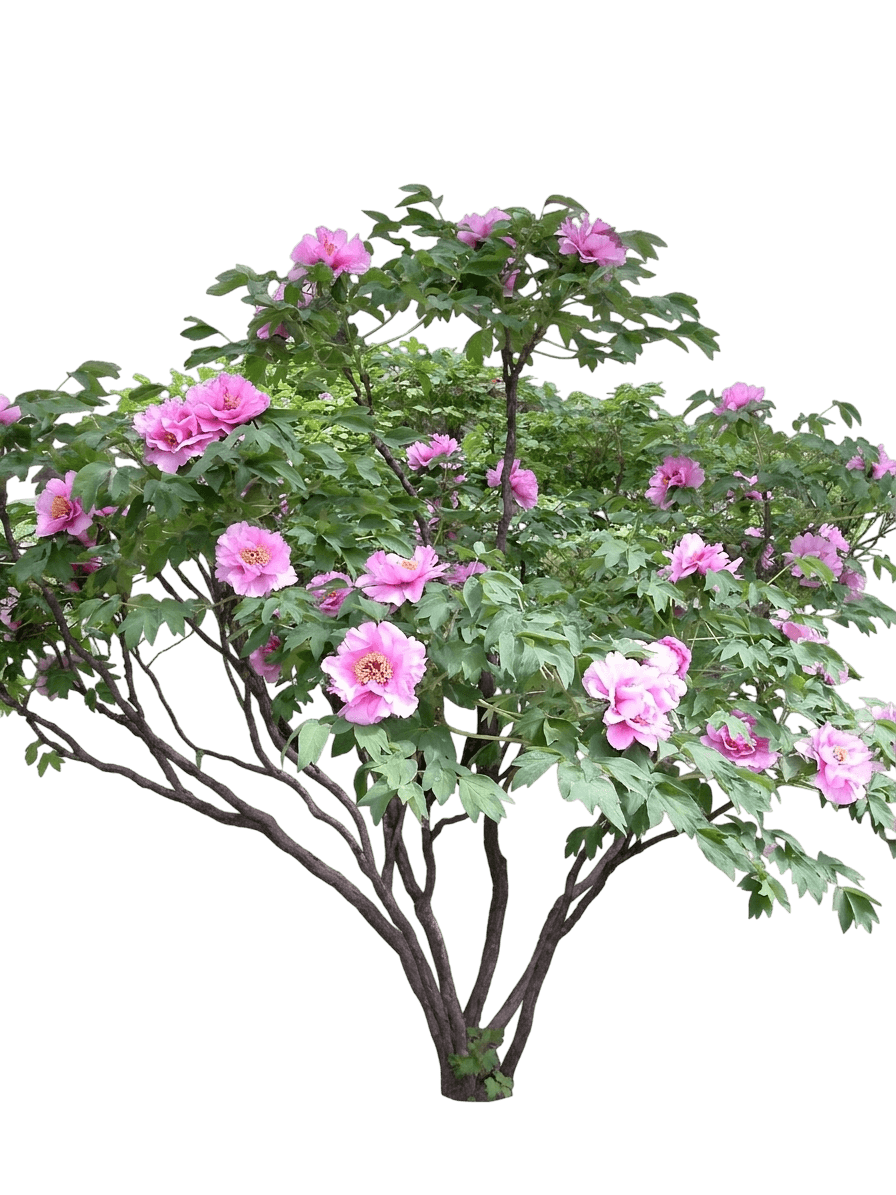 Garden Candy Candy Apple Itoh Peony (Paeonia 'Smithopus10') - Perennials