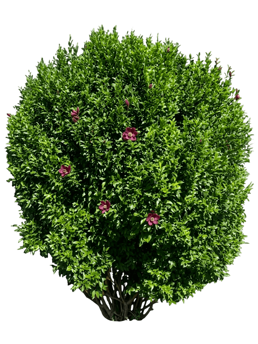 Port Wine Magnolia (Magnolia Figo) - Ground Layers