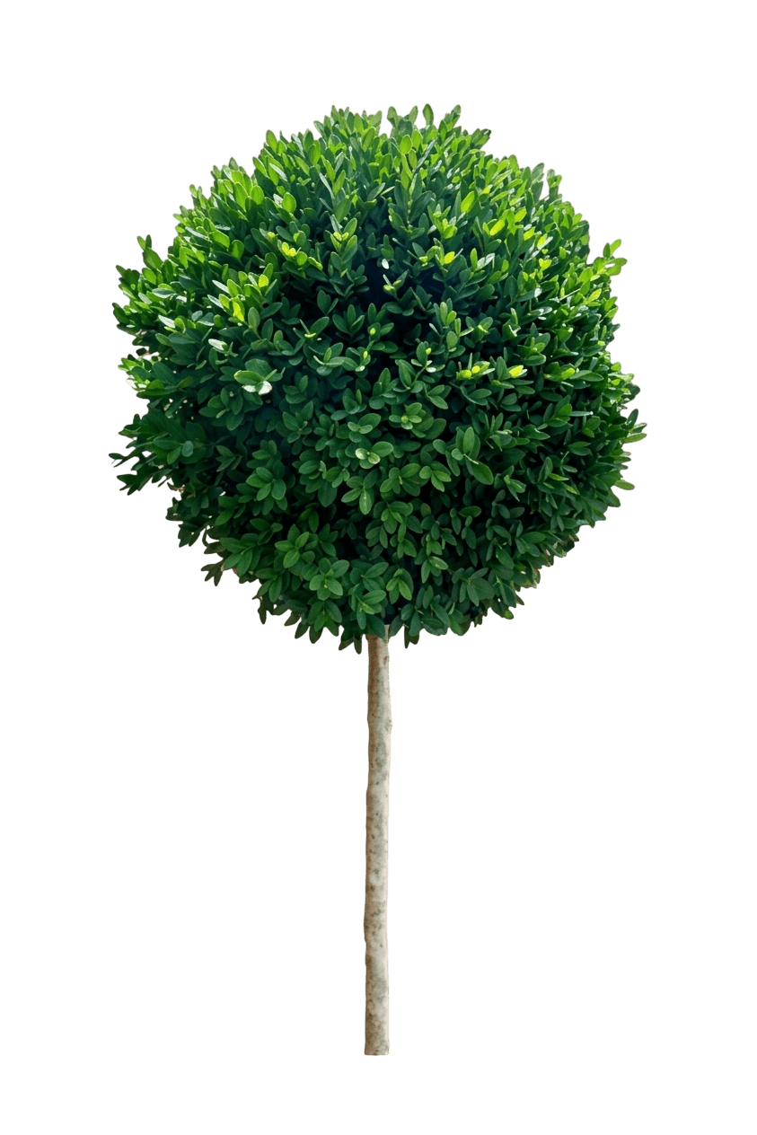 Newgen® Independence Boxwood (Buxus Var. Hybrid 'Sb108') - Shrubs