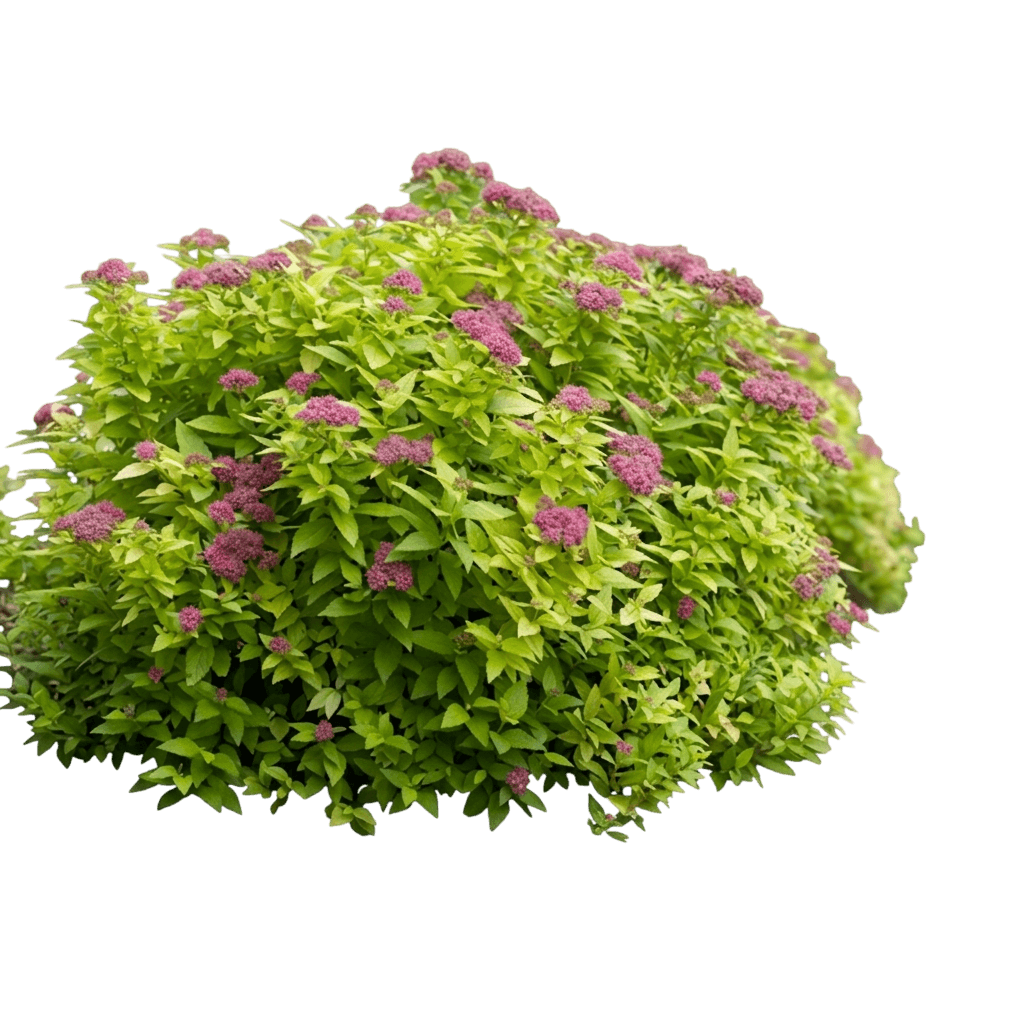 Double Play® Gold Spirea (Spiraea Japonica Double Play Gold 'Yan') - Ground Layers