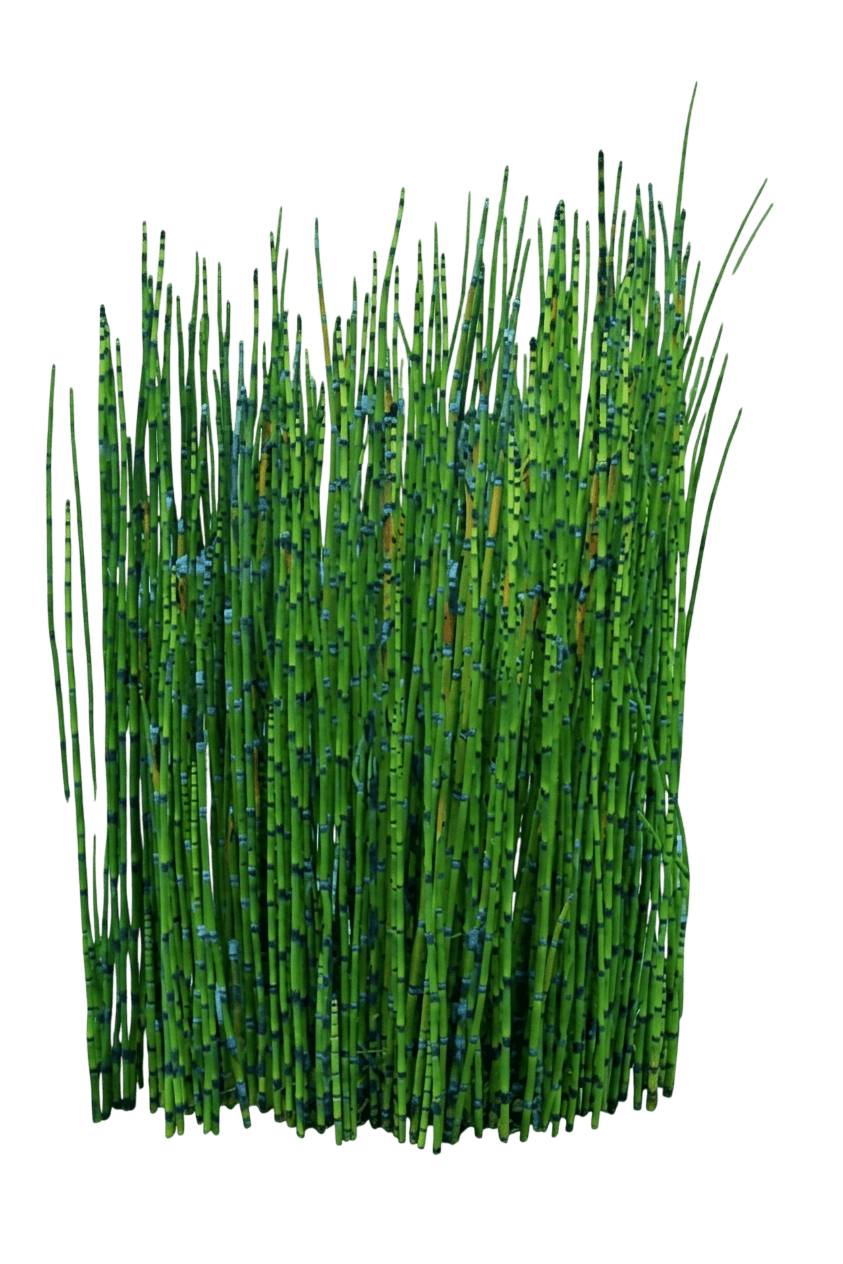 Giant Horsetail Reed (Equisetum Giganteum) - Perennials