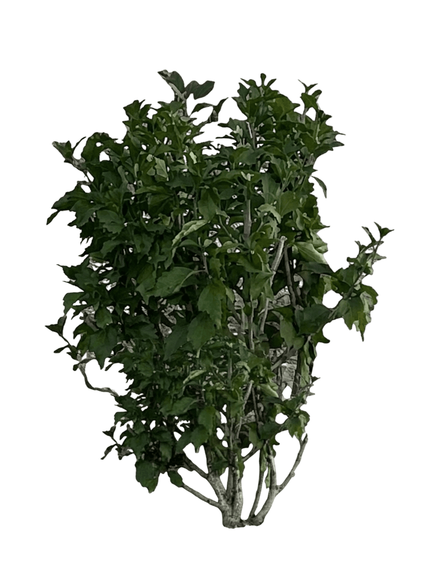 Purple Satin® Rose Of Sharon (Hibiscus Syriacus Pp28,839 Var. Syriacus 'Ilvops') - Shrubs