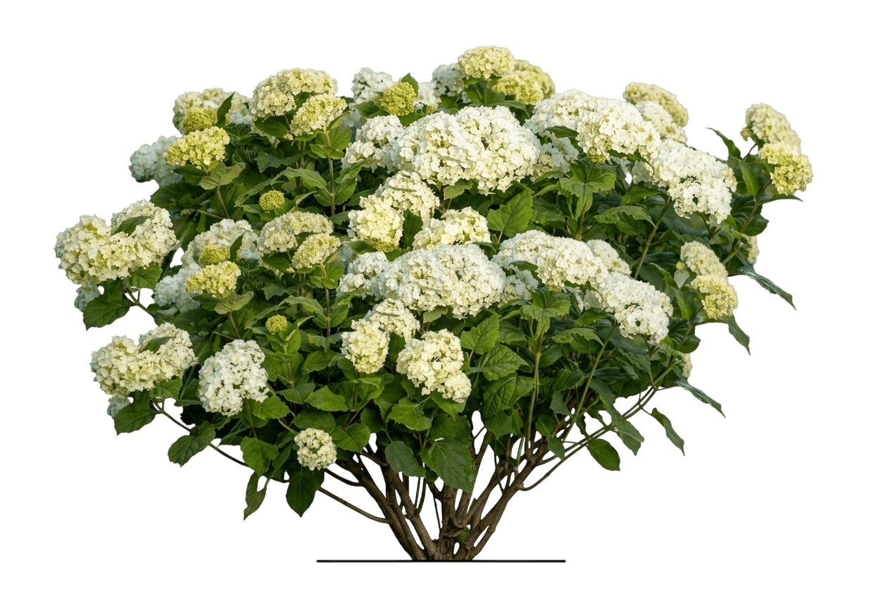 Flowerfull® Smooth Hydrangea (Hydrangea Arborescens Pp35,613 Var. Arborescens 'Baiful') - Shrubs