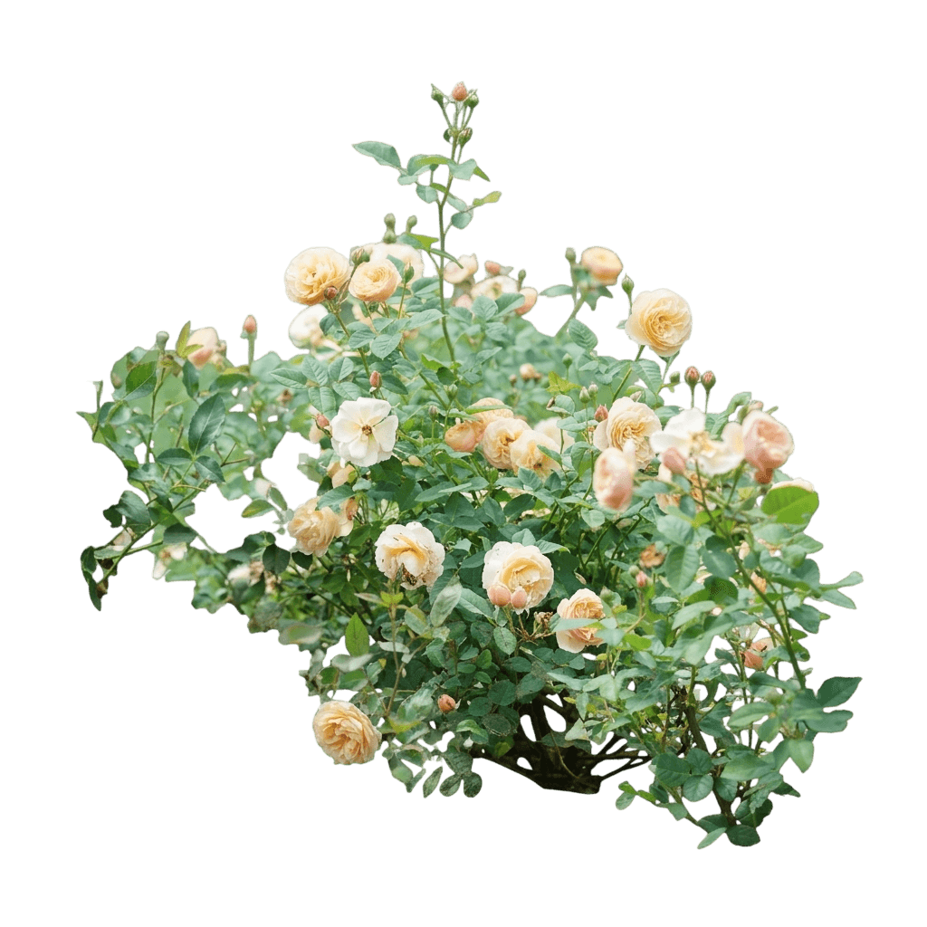 Flavorette™ Honey-Apricot Rose (Rosa X Flavorette Honey-Apricot 'Boznatafra') - Ground Layers