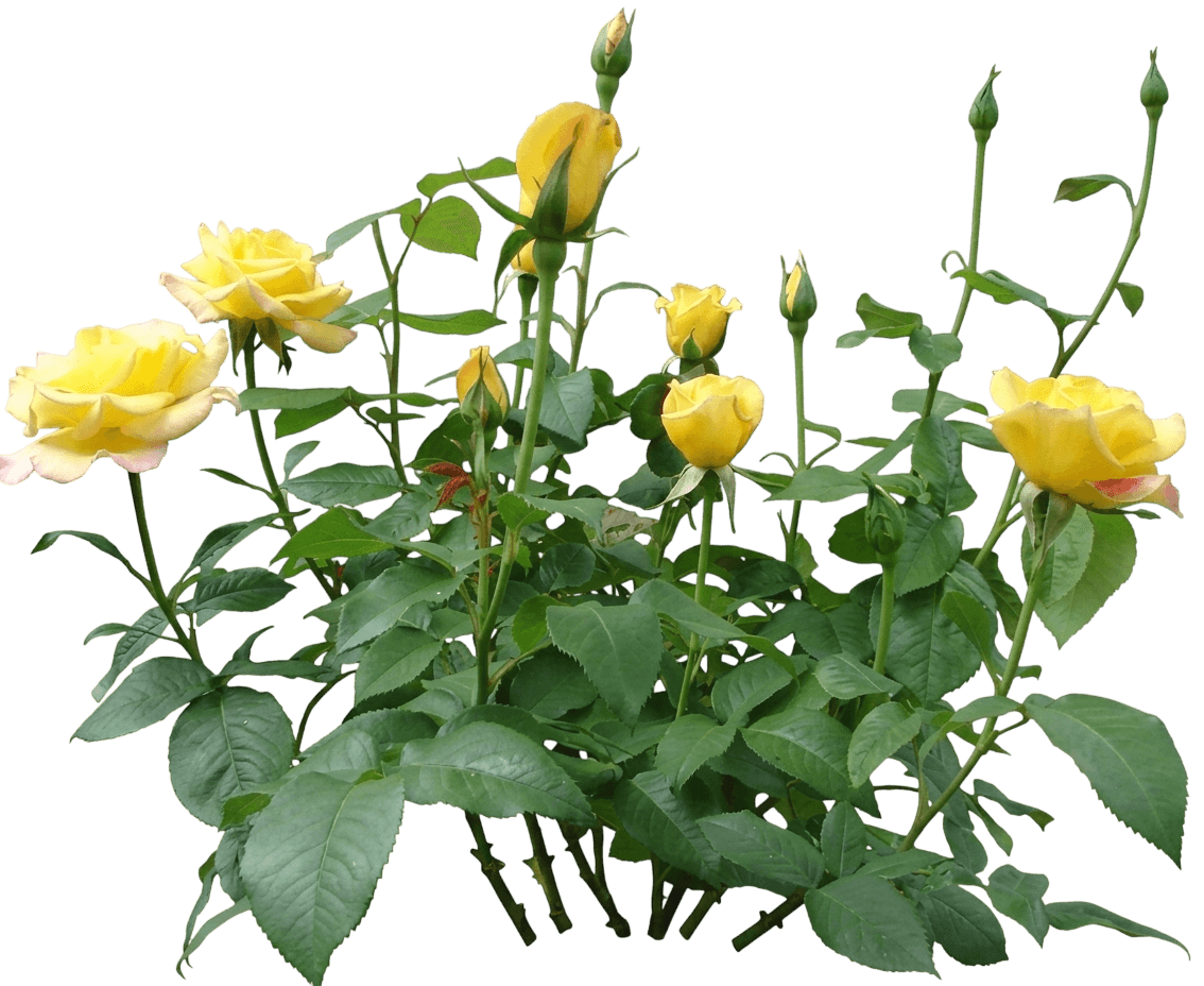 Gold Medal Grandiflora Rose (Rosa 'Aroyqueli') - Ground Layers
