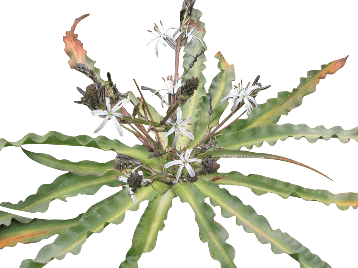soap plant (Chlorogalum Pomeridianum) - Perennials