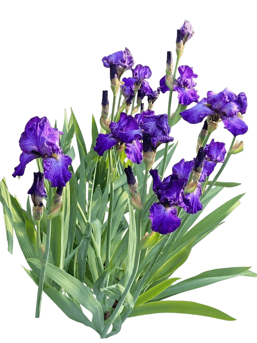 Renown Tall Bearded Iris (Iris Germanica Var. Germanica 'Renown') - Perennials