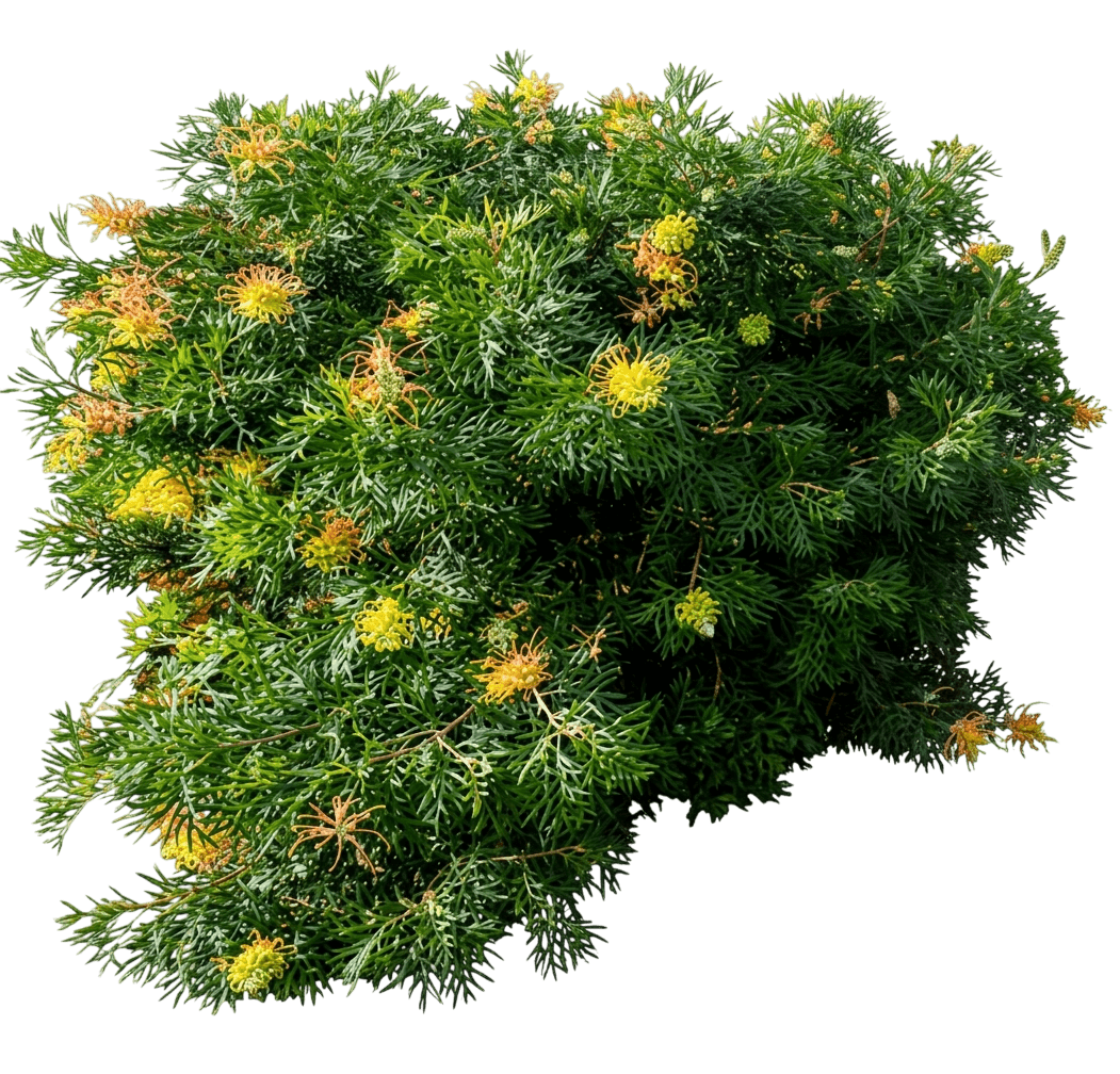 Loopy Lou (Grevillea 'Loopy Lou') - Ground Layers