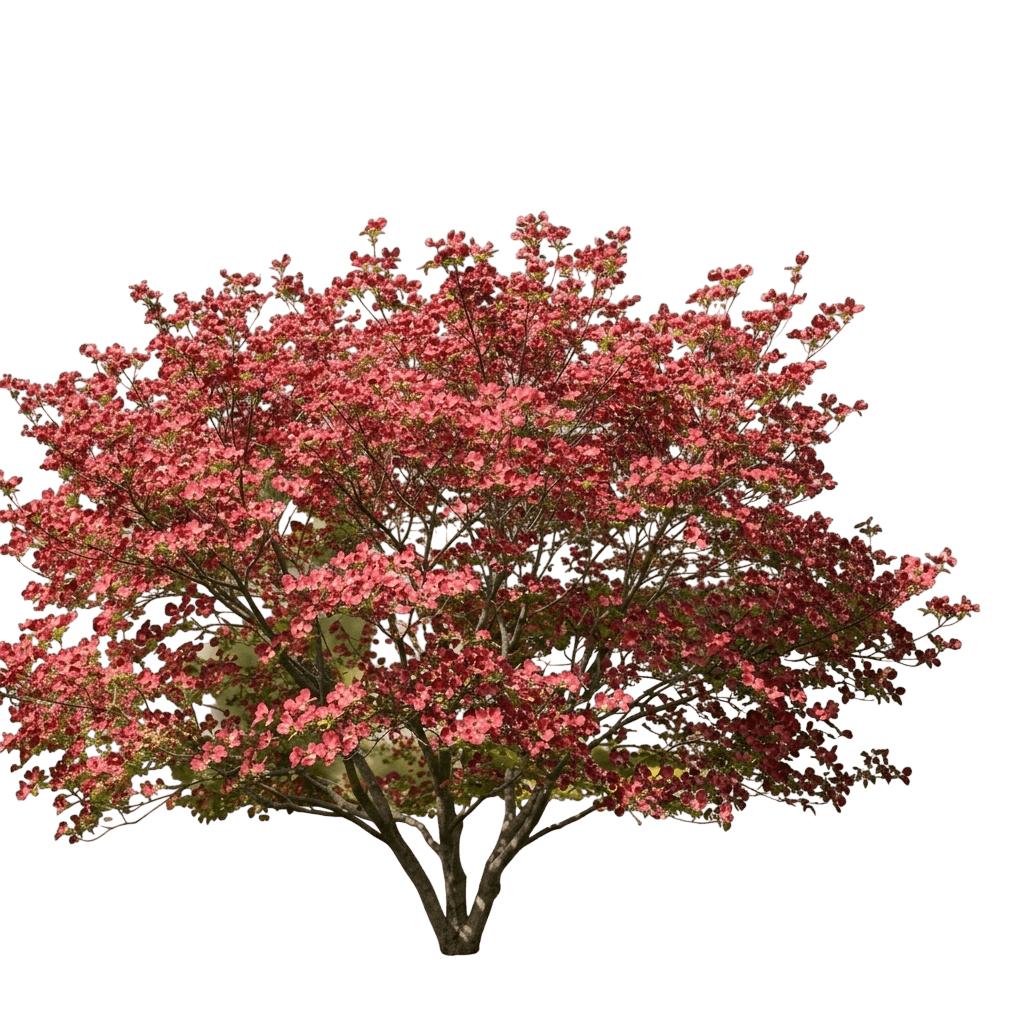 Ragin' Red Dogwood (Cornus Florida Pp29424 'Jn13') - Flowering Trees