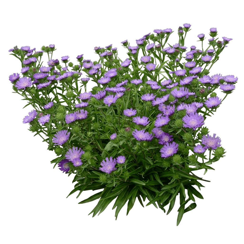 Honeysong Purple Stokes Aster (Stokesia Laevis 'Honeysong Purple') - Perennials