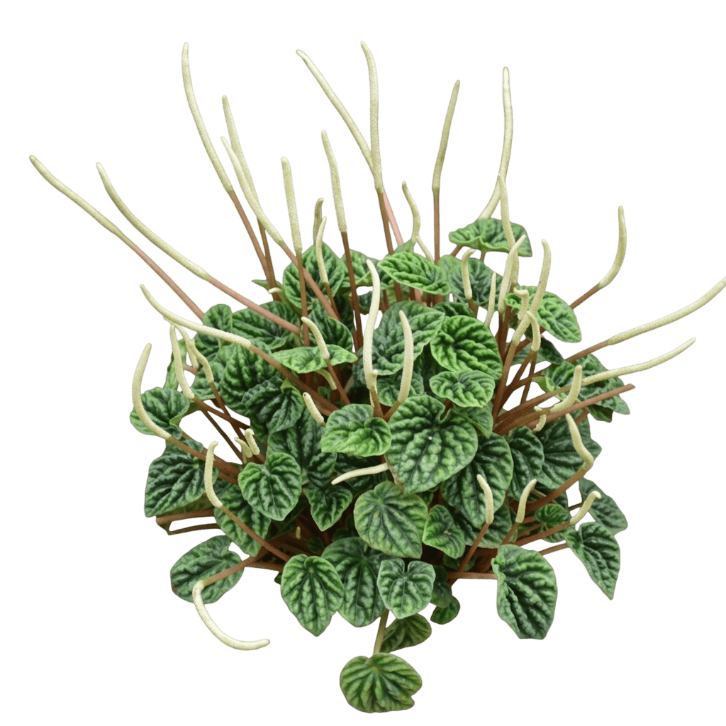 Frost Ripple Peperomia (Peperomia Caperata 'Frost') - Indoor Plants