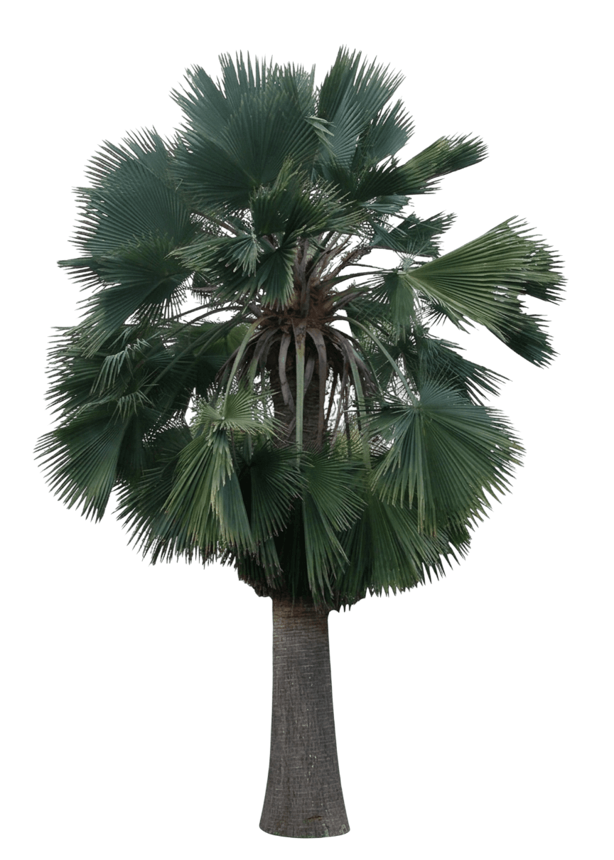 Guadalupe palm (Brahea Edulis) - Evergreen trees